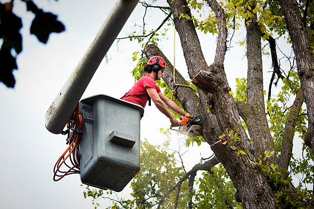 Reliable Knollwood, IL Tree Removal Solutions