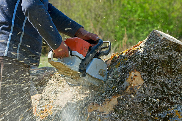 How Our Tree Care Process Works  in  Knollwood, IL